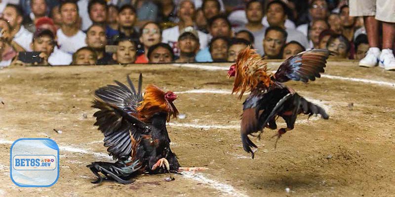 Đá Gà BET8S – Đấu Trường Gà Đỉnh Cao, Cá Cược Siêu Hấp Dẫn
